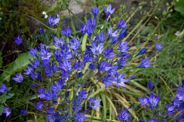 Triteleia laxa